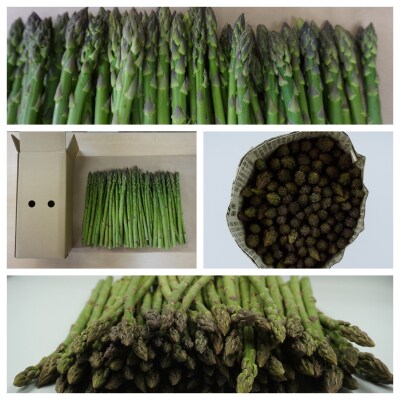 【2026年発送】春どりアスパラ(M～Lサイズ・1.5kg)_H050(R8)