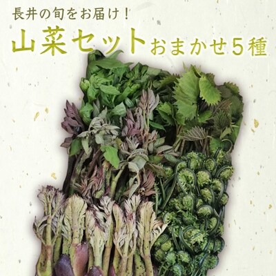 【2026年発送】山形の山菜おまかせ5種セット(700g以上)_H047(R8)