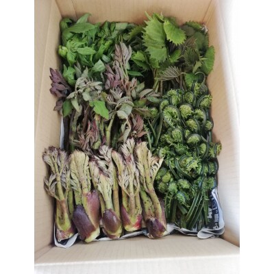 【2026年発送】山形の山菜おまかせ5種セット(700g以上)_H047(R8)