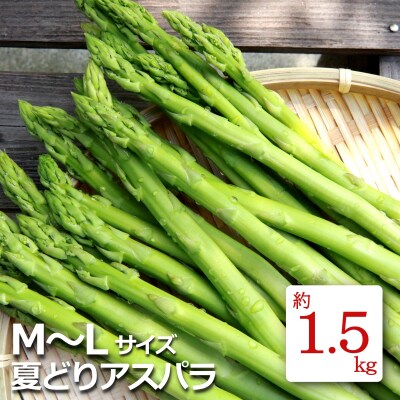 【2026年発送】夏どりアスパラ(M～Lサイズ・約1.5kg)_H052(R8)