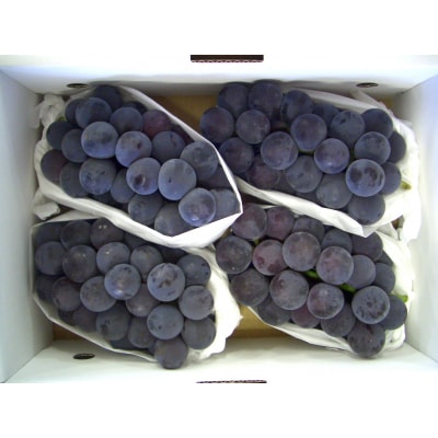 【2026年発送】「秀品」山形のぶどう(ピオーネ)約2kg_H059(R8)