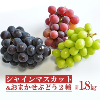 【2026年発送 先行受付】シャインマスカットとおまかせ2種約1.8kg(3種×各1～2房)H133