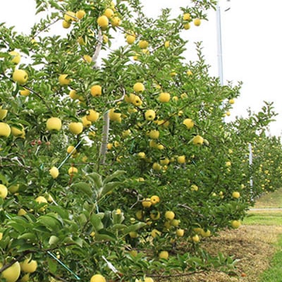 【2026年発送】「秀品」山形のりんご(シナノゴールド)約3kg_H169(R8)