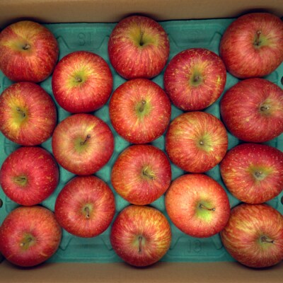 【2026年発送】「優品」山形のりんご(サンふじ)約10kg_H171(R8)