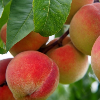 【2026年発送】「秀品」山形県産 桃(品種おまかせ)約3kg_H174(R8)