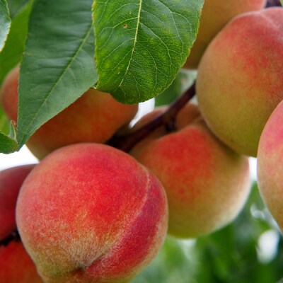 【2026年発送】「秀品」山形県産 桃(品種おまかせ)約3kg_H174(R8)