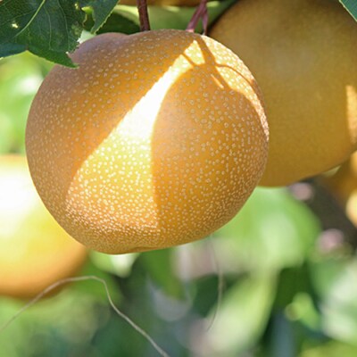 【2026年発送】「秀品」山形県産 和梨(品種おまかせ)約3kg_H175(R8)