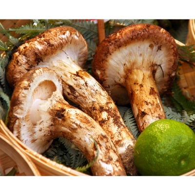 【2026年発送】山形県産ご家庭用訳あり天然松茸(まつたけ)約300g_H198(R8)