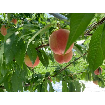 【2026年発送】山形県産 桃(品種おまかせ)約1.6kg(6個)_H249(R8)