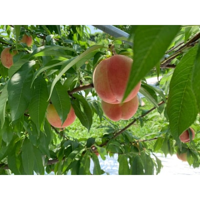 【2026年発送】山形県産 桃(品種おまかせ)約1.6kg(6個)_H249(R8)