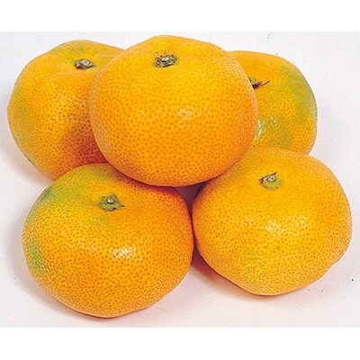 【2020年11月下旬以降発送】早生(田口早生)みかん〈贈答用/赤秀〉 5kg