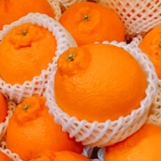 【濃厚春柑橘】有田産不知火約4kg(13玉～24玉おまかせ)　(九度山町)