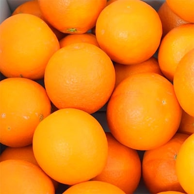 【希少・高級柑橘】国産濃厚ブラッドオレンジ「タロッコ種」約3kg(九度山町)