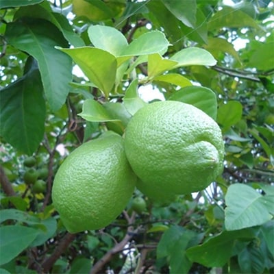【産直】和歌山産グリーンレモン約3kg(サイズ混合)(九度山町)