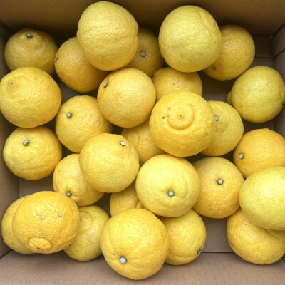 【さわやか柑橘】和歌山県産はるかみかん約4.5kg(サイズ混合　秀品)【九度山町】