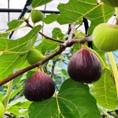 【ハウス栽培】和歌山県産樹上完熟いちじく12玉入り(九度山町)