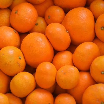 「農園直送」有田の旬の食べごろみかん約10kg(サイズ混合)(九度山町)