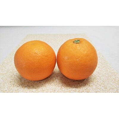 希少な柑橘!紀州有田産ブラッドオレンジ3kg 【ご家庭用】