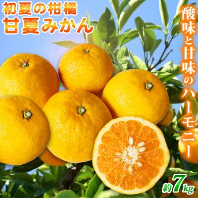 【九度山町】紀州有田産　初夏の柑橘　甘夏みかん　約7kg
