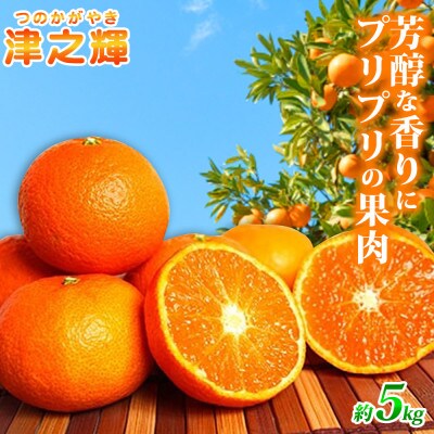 【九度山町】津之輝(つのかがやき) 約5kg