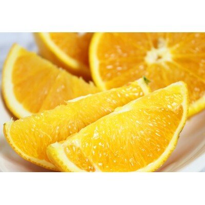 【九度山町】【ご家庭用】希少な国産バレンシアオレンジ 約7kg