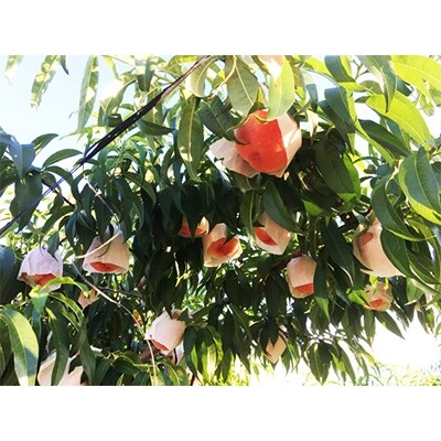 【2023年6月下旬以降発送】紀州和歌山産の桃 約1.8kg 化粧箱入【九度山町】