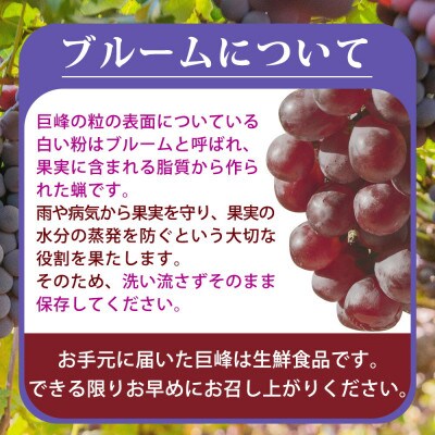 【先行予約】紀州和歌山産の巨峰ぶどう約2kg