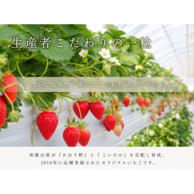 紀州和歌山ブランドいちご「紀の香」約250g×4P