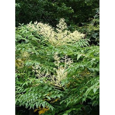 熊野古道　峠の蜂蜜(180g×2本セット)【澤株式会社(九度山町)】