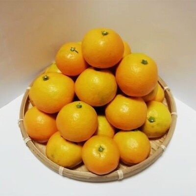 【九度山町】和歌山のみかん 約5kg
