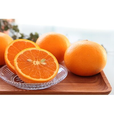 主井農園の高級清見オレンジ　5kg
