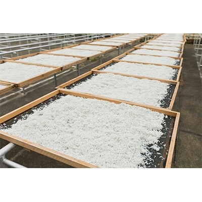 【2022年10月中旬発送】釜揚げしらす(200g×2) 、ちりめん山椒(200g×2)＜冷蔵＞　