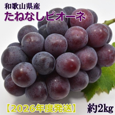 【新鮮・産直】和歌山かつらぎ町産のたねなしピオーネ約2kg【2026年度発送分】(九度山町)