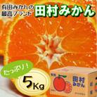 有田の高級ブランド「田村みかん」秀品5kg【11月発送分】S～Lサイズ