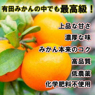 有田の高級ブランド「田村みかん」秀品10kg【12月発送分】S～Lサイズ