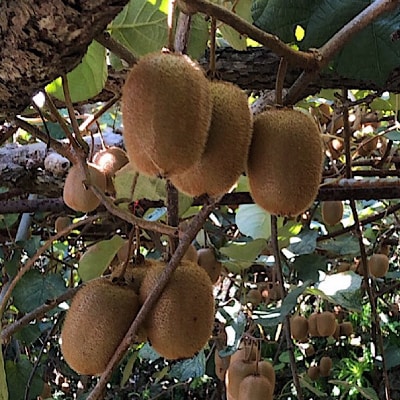 和歌山産　キウイフルーツ　約3.6kg　(20玉～36玉)(九度山町)