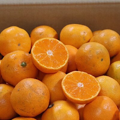 湯浅産 田村みかん 10kg (サイズおまかせ)