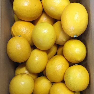 和歌山県産　レモン　約1kg　サイズ混合