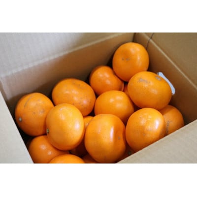 せとか　約3kg　家庭用