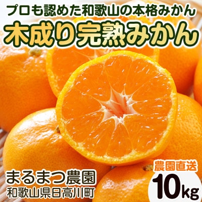 【2024年12月発送】濃厚完熟 木成り温州みかん 10kg ミックスサイズ 和歌山県産
