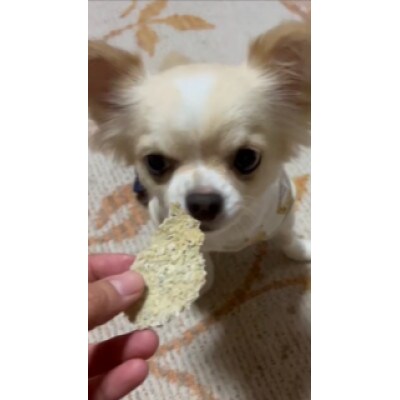 REICAFEのイタリアンシェフが　愛犬のために自然素材で手作りしたおやつ　しらすせんべい　1p
