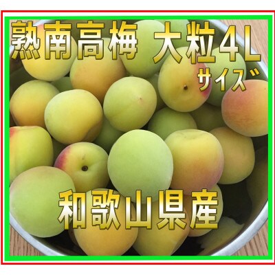 【2024年6月中旬発送】2024/6月より発送　梅干・梅酒用　紀州の熟南高梅(4L-10kg)