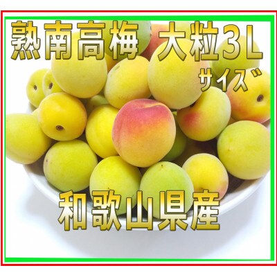 【2024年6月中旬発送】2024/6月より発送　梅干・梅酒用　紀州の熟南高梅(3L-10kg)