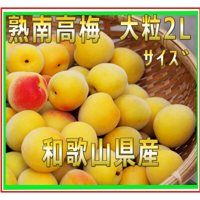 【2024年7月上旬発送】2024/6月より発送　梅干・梅酒用　紀州の熟南高梅(2L-10kg)