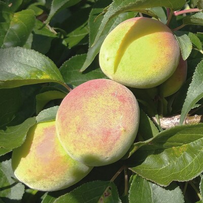 ＜6月発送＞厳選 紀州南高梅(青梅)1.7kg+51g(傷み補償分)【梅干し・梅酒・梅ジュース】