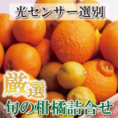 <5月より発送>厳選旬の柑橘詰合せ2.5kg+75g(傷み補償分)【柑橘詰合せ】【光センサー選別】
