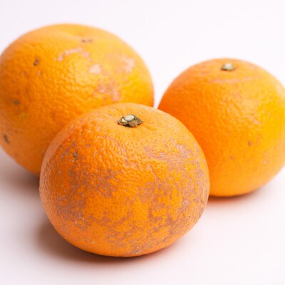 ＜4月より発送＞家庭用 樹上完熟はっさく3kg+90g(傷み補償分)【春みかん】【訳あり】