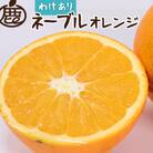 家庭用 ネーブルオレンジ2.5kg+250g(傷み補償分)【光センサー】【柑橘・ジュースにも】訳あり
