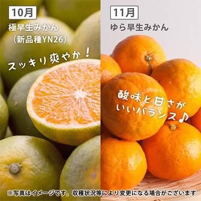 【発送月固定定期便】季節の柑橘定期便B【フルーツ定期便】【和歌山県有田】全3回