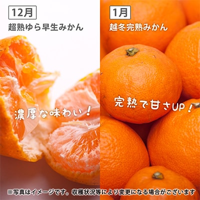 【発送月固定定期便】季節の柑橘定期便A【フルーツ定期便】【和歌山県有田】全4回
